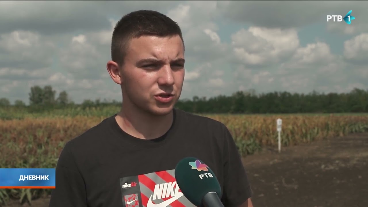 Da li je unosnije i sigurnije umesto kukurza uzgajati sirak?