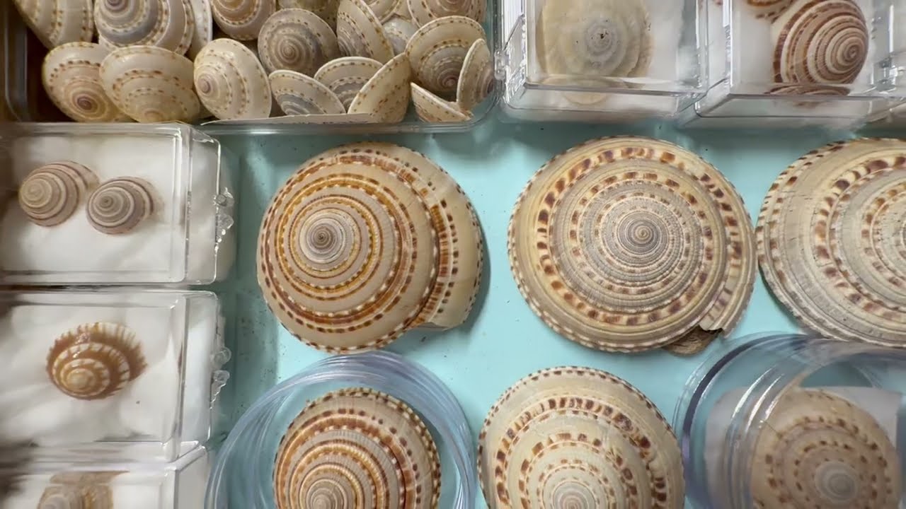 Моя коллекция морских ракушек. Видео 47: Calyptraeidae, Architectonidae