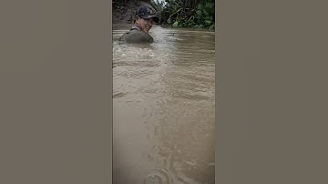 Vì cuộc sống cấm câu cồn ấu mùa nước nổi