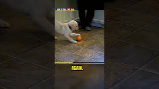 Puppy declares war on an orange 🍊🐶 #shorts