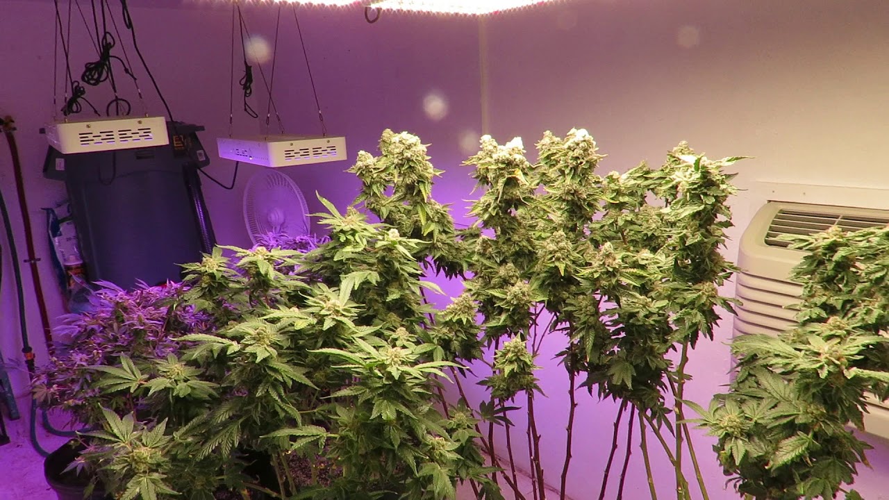 Week 10 Flower Final week Chronic widow, Blue Dream and Girl Scout Cookie Extreme.