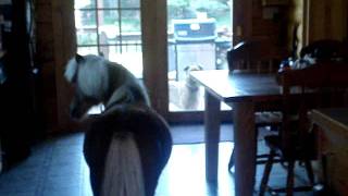 Miniature Horse Running Into A Door