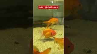 Gold fish - الغولدفش