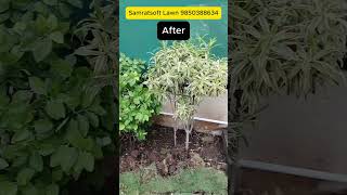 Secret of Lush Green Lawn Renovation