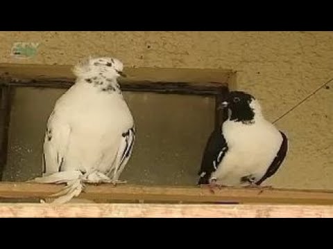 Породы голубей