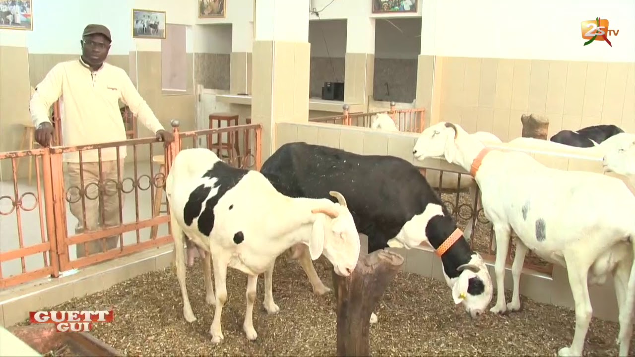 GUETT GUI DU 19 NOVEMBRE 2017 AVEC AMADOU DIALLO