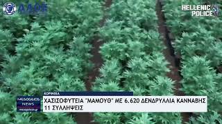 Κορινθία: Χασισοφυτεία «μαμούθ» με 6.620 δενδρύλλια κάνναβης – 11 συλλήψεις