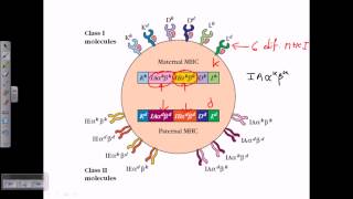 MHC structure