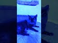 my cat smokes😯