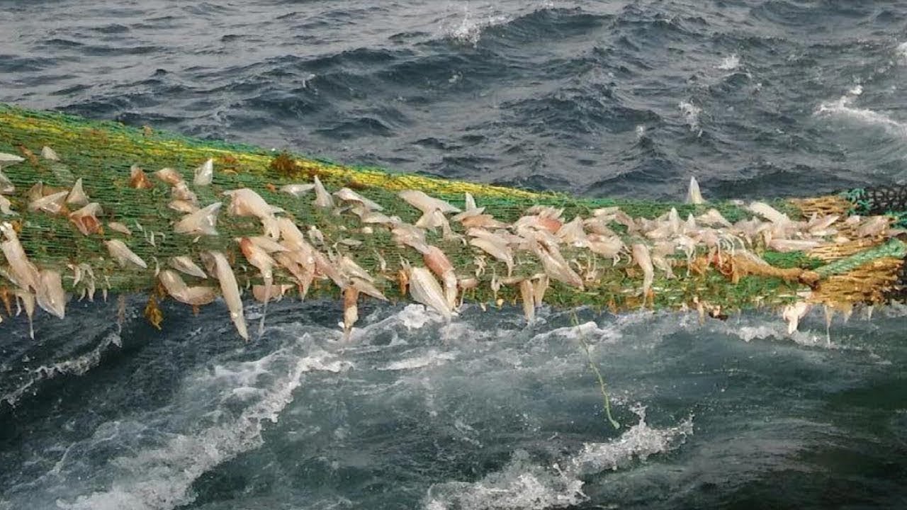 Amazing Catching Squid Fishing With Big Nets - Squid Fishing Catching  Hundreds Tons Squid on Boat 