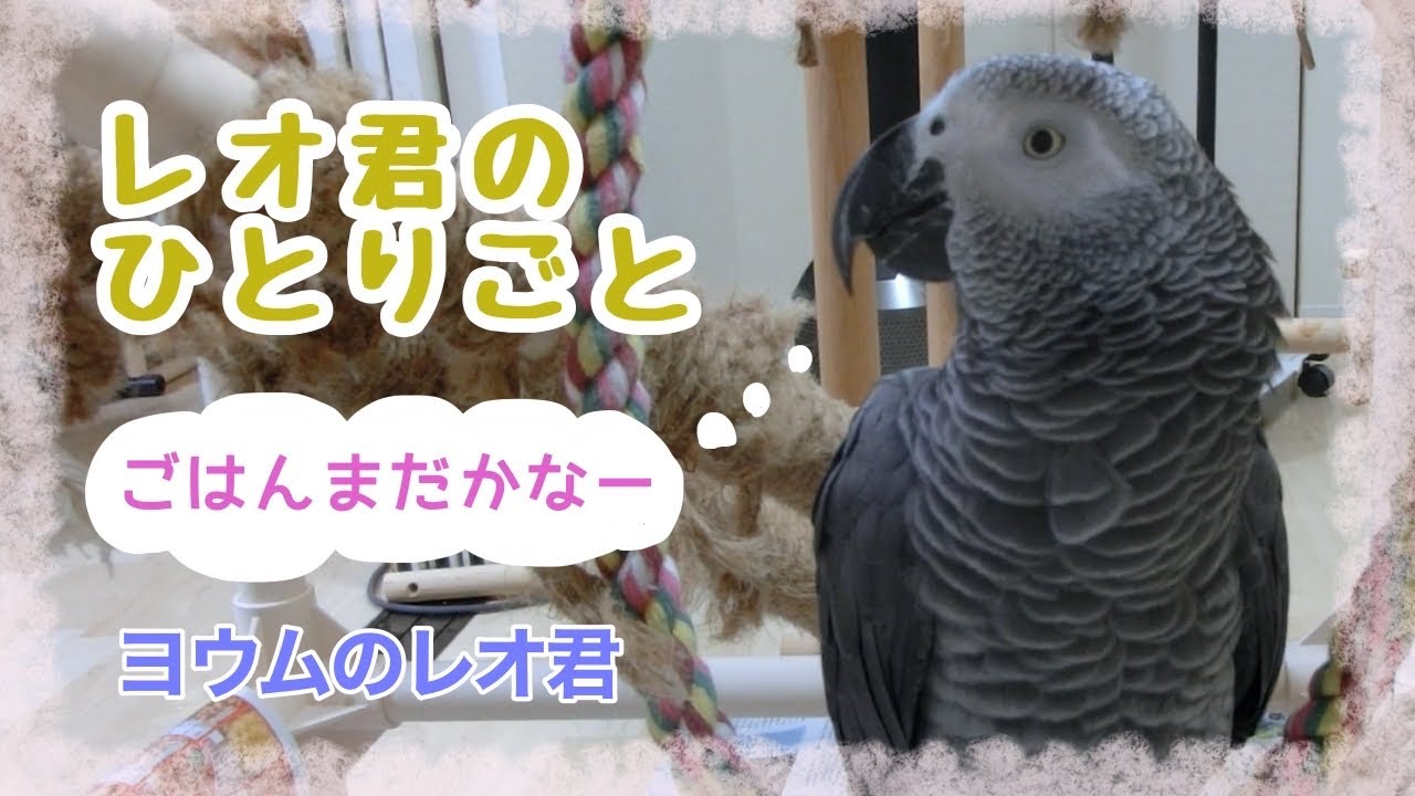 ヨウムのレオ君】レオ君のひとりごと(2021/9/5) - YouTube