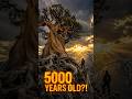 5000 year ago tree alive on earth || #viral #shorts #trendingnow #explorepage