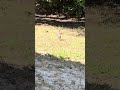 Northern mockingbird tings #birds #musicnature #naturesounds #asmr #relax #gtfo #florida #peace