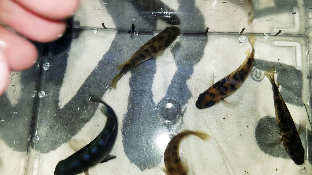 Raspberry OB (Female) Trio