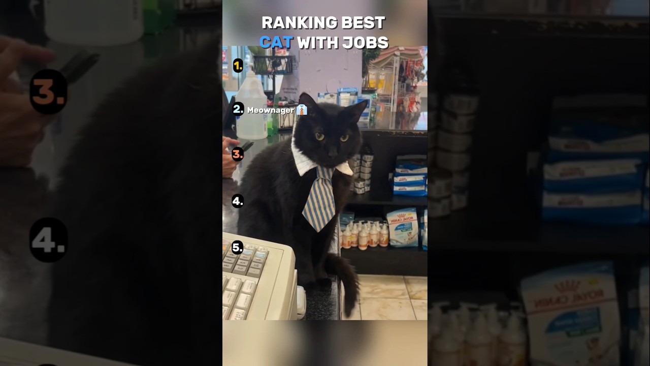 Ranking Best Cat With Jobs