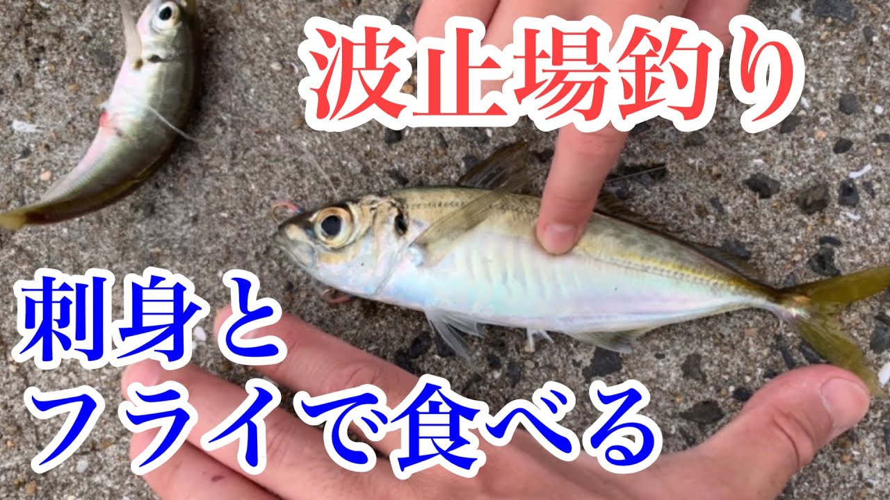 天草【通詞島】サビキでいいサイズのアジが釣れた