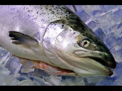 Salmon Curry സാല്മണ് കറി - YouTube