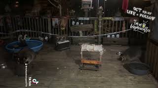 The Raccoon Family Arrives For Supper,Peanut Butter Club , By R Conyard