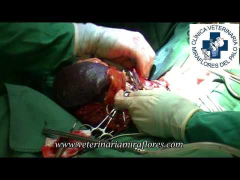 Video: Cáncer De Hígado Y Bazo (hemangiosarcoma) En Gatos