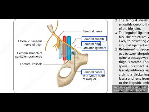 Femoral sheath | Femoral canal | Femoral ring | Femoral canal and hernia | Femoral  sheath anatomy - YouTube