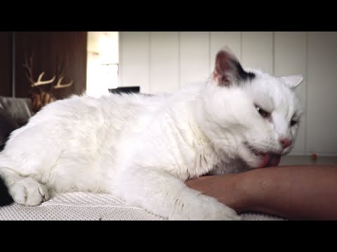CAT LICK THEN ATTACK #shorts
