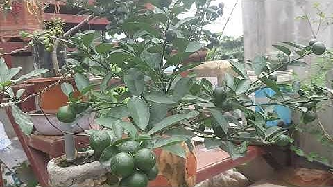 Nguyên nhân quất rụng quả