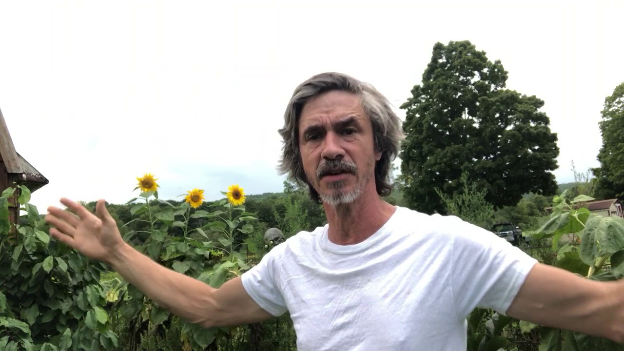 peter caine dog trainer youtube Why 78 degrees is Hot for Dog