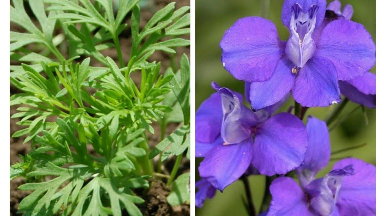 391,,,Easiest way to transplant winter flowerng plant larkspur.