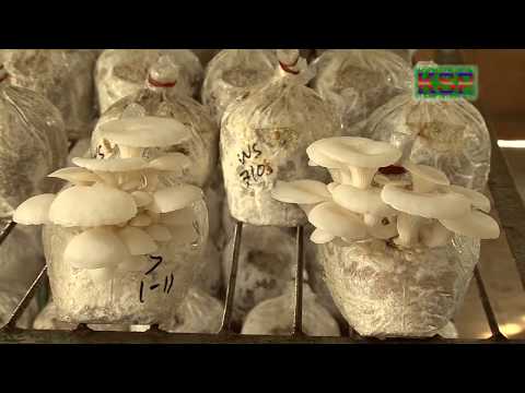 মাশরুম ও মাশরুমের চাষ পদ্ধতি | Mushroom farming methods