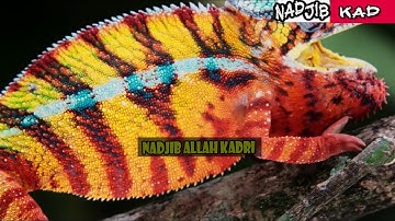 القارئ قادري نجيب  ماتيسر من سورة القصص