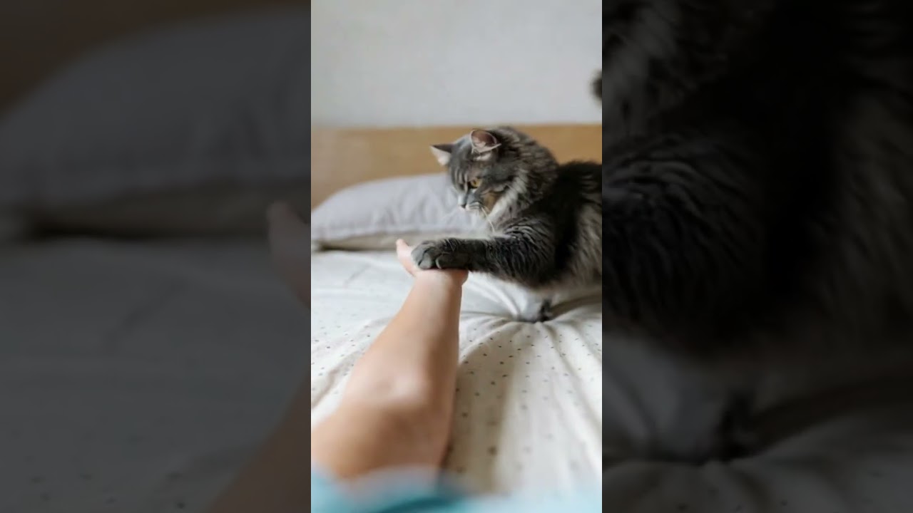 Funny Cat on Girl’s Stomach – First Person POV | Hilarious Cat Video 