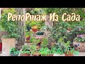 Про розы и пеларгонии/Как и сколько поливать/Когда поливать/provenceallochka vlog