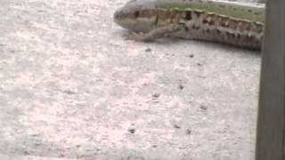 Atlantis Marine World Random Lizard