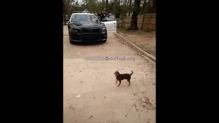 Body Cam Video of Conditions at Puppy Mill
