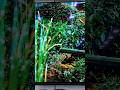 First Look Sony OLED