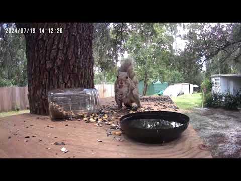 Poor Squirrel - Botflys - pesty things