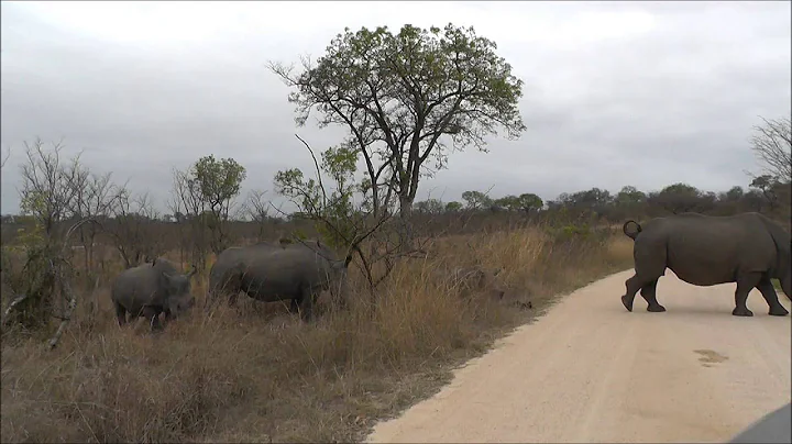 Baby Rhino zuid afrika sept 2013