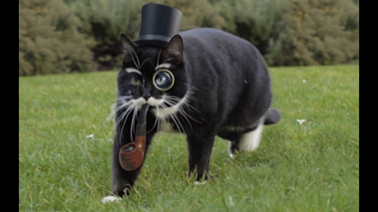 Posh Hip Hop Cat 