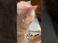 赤ちゃん子猫が脱走しそうになりました...【ミヌエット】#Shorts