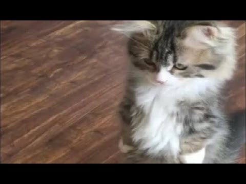 cute-kitten-gets-a-treat-(gif)