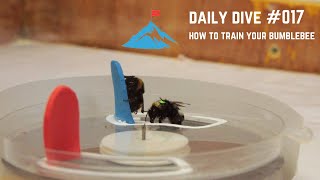 Daily Dive # 017 | How to Train Your Bumblebee
