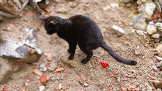 The stray cat lay on the ground, unable to hold his head up, weak, pitiful and helpless by Lucky Paws 3,707 views 2 months ago 3 minutes, 59 seconds