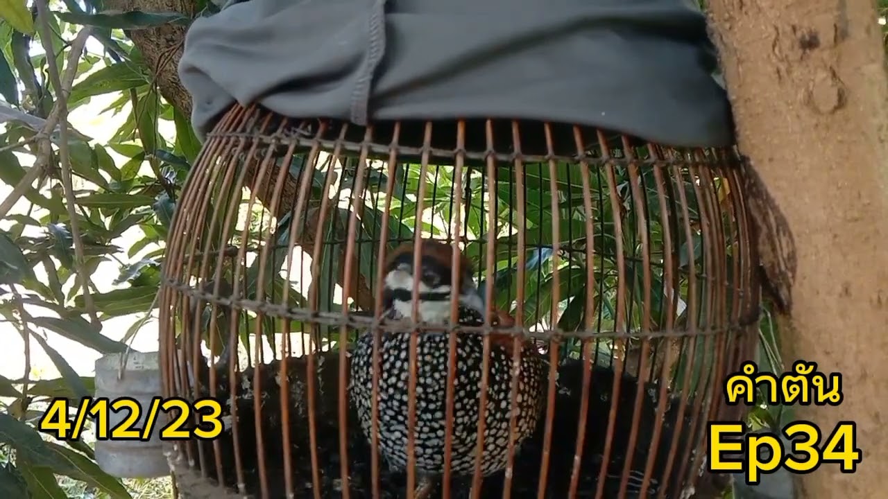 นกกระทาทุ่ง #คำตัน Ep34