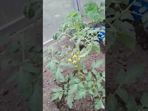 🍅 Tomato care in May. Pruning off suckers, tall and dwarf tomatoes. 🍅