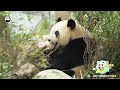 Sunshine + Baby Panda = Beauty Filter: Activated | iPanda