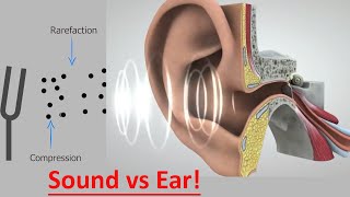 Sound waves, frequencies & human hearing explained