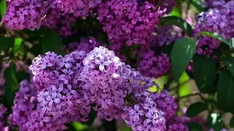 Sprig of Lilac played on Piano by Christina Hanley