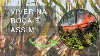 VIVER NA ROÇA É ASSIM. Queimando coivaras, para plantação de milho 🌽