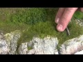 Wild Grass thumbnail