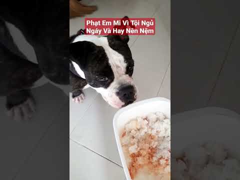 Video Phạt EMI Ăn Cơm Không Vì Tội Ngủ Ngáy Và Nửa Đêm Mò... - youtube